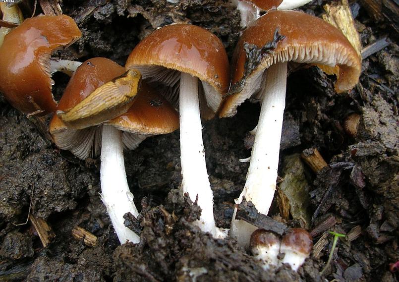 Oltingue  ( FRA )    24. Aprile 2005